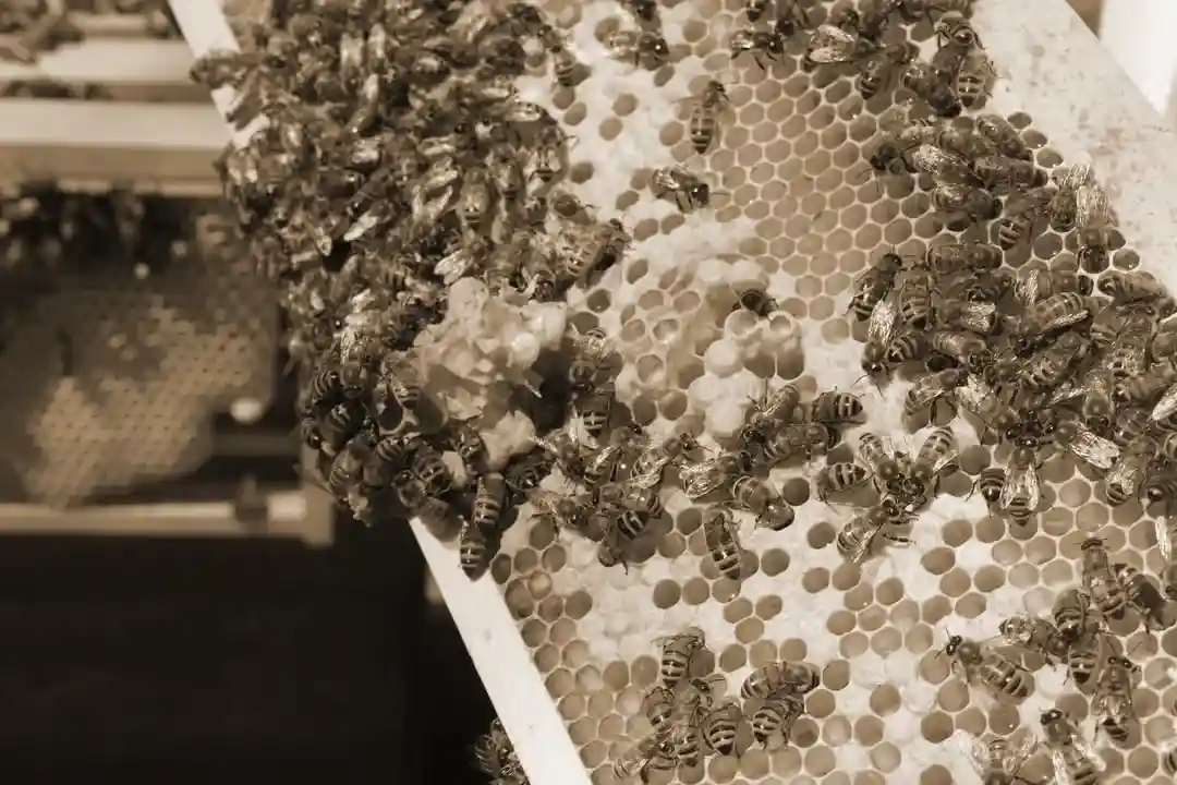 abeilles, effet sepia